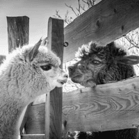 Photo de profil de ChaCha21